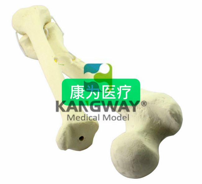 骨科pfna操作Sawbone人工皮质骨松质骨模型股骨骨科植入仿真骨