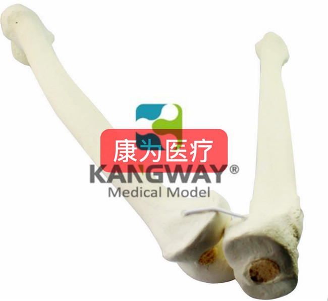 骨科术前Sawbone人工合成骨模型股骨胫骨模型