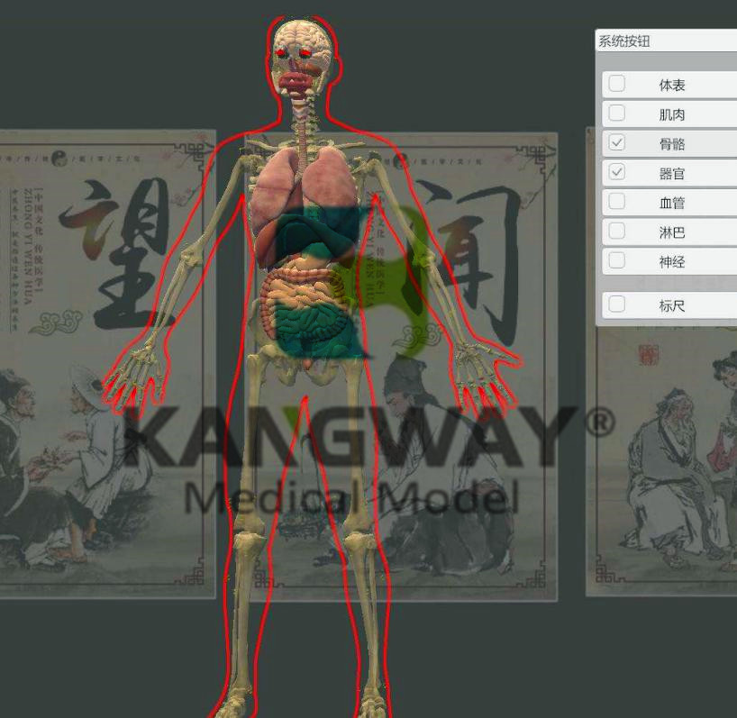 3D版人体穴位发光模型及进针演示系统